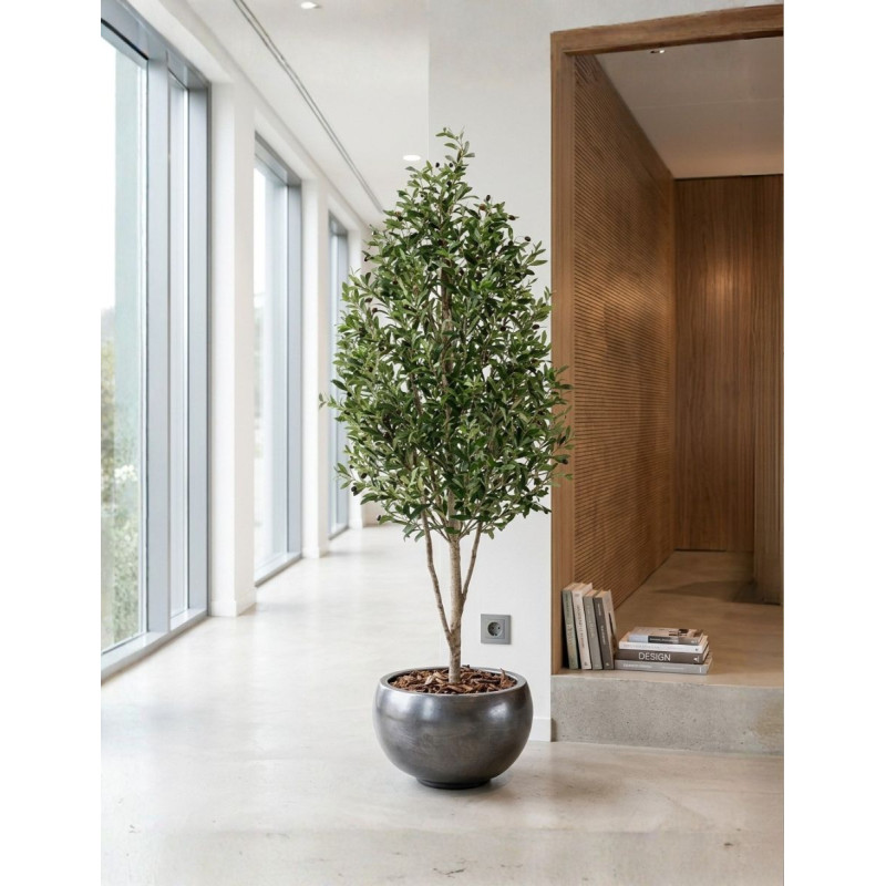 Planta Olivo Mini Tronco Natural de Decoplanta - Montiel