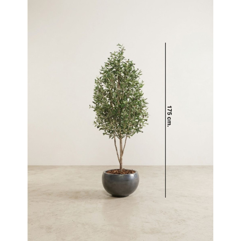 Planta Olivo Mini Tronco Natural de Decoplanta - Montiel