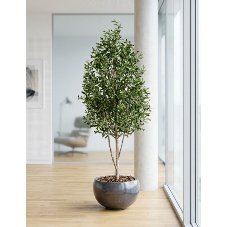 Planta Olivo Mini Tronco Natural de Decoplanta - Montiel