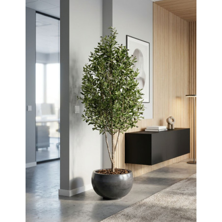 Planta Olivo Mini Tronco Natural de Decoplanta - Montiel