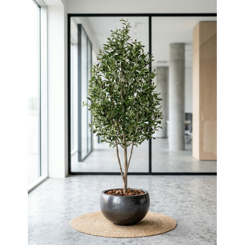 Planta Olivo Mini Tronco Natural de Decoplanta - Montiel