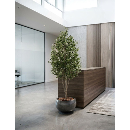 Planta Olivo Mini Tronco Natural de Decoplanta - Montiel
