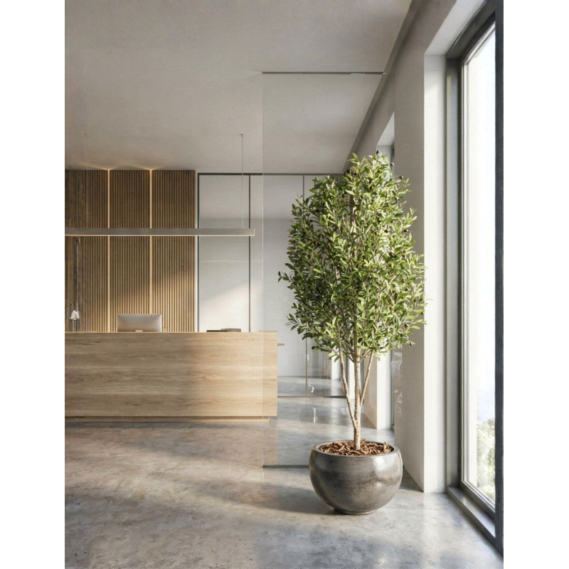 Planta Olivo Mini Tronco Natural de Decoplanta - Montiel