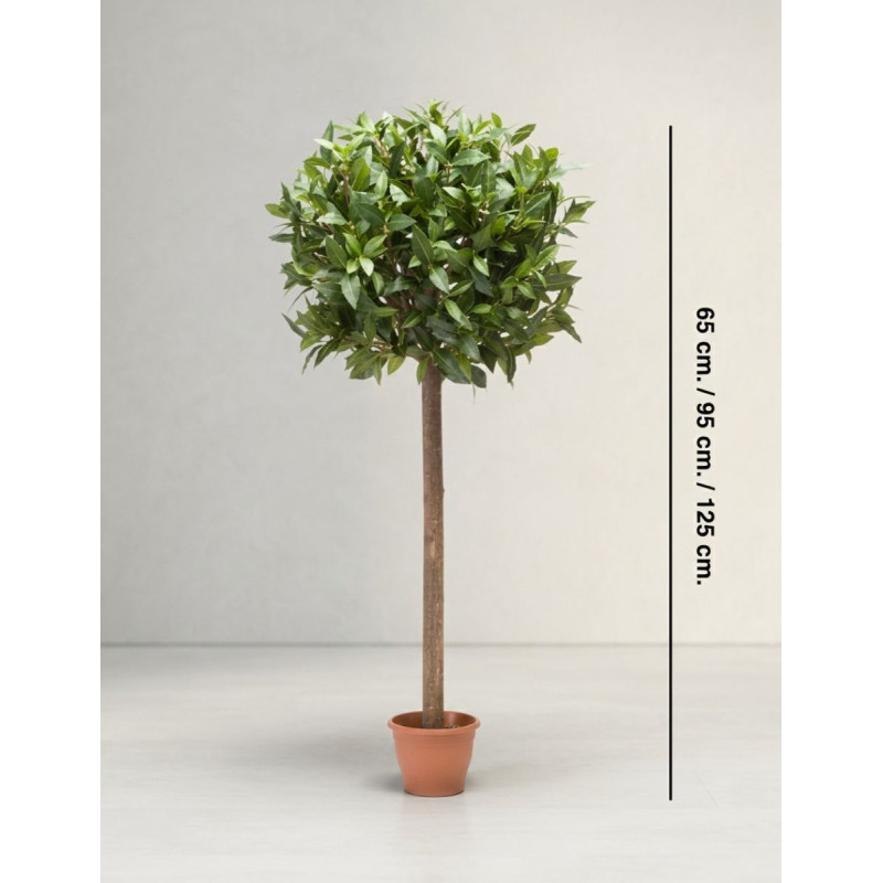 Planta Interior Laurel Esfera de Decoplanta - Montiel