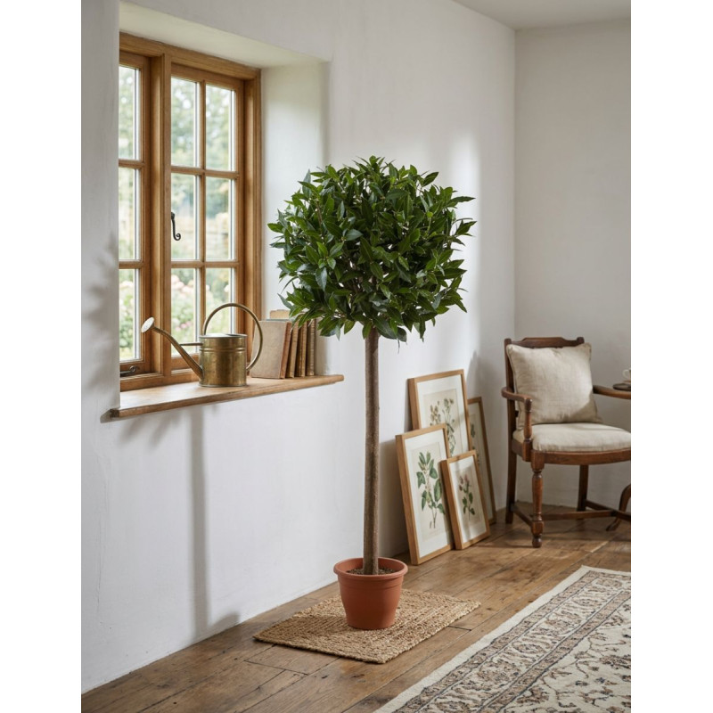 Planta Interior Laurel Esfera de Decoplanta - Montiel