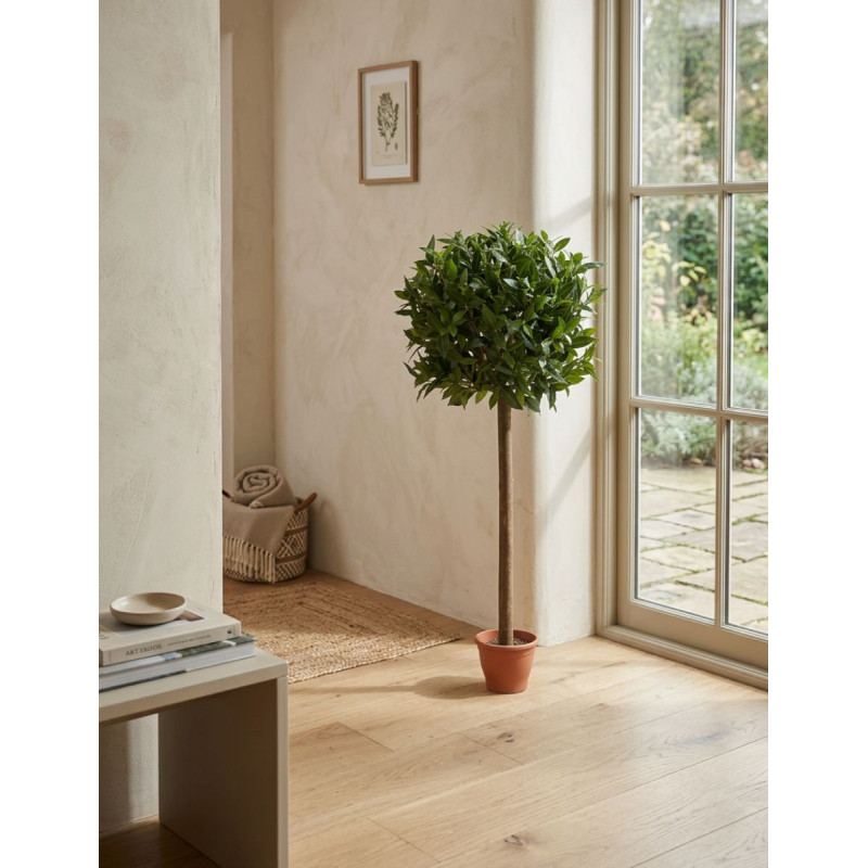 Planta Interior Laurel Esfera de Decoplanta - Montiel