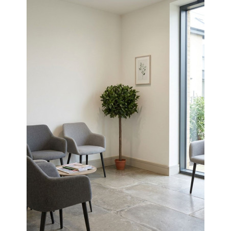 Planta Interior Laurel Esfera de Decoplanta - Montiel