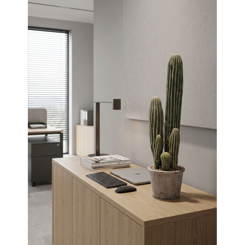 Cactus San Pedro 57cm. Decoplanta - Montiel