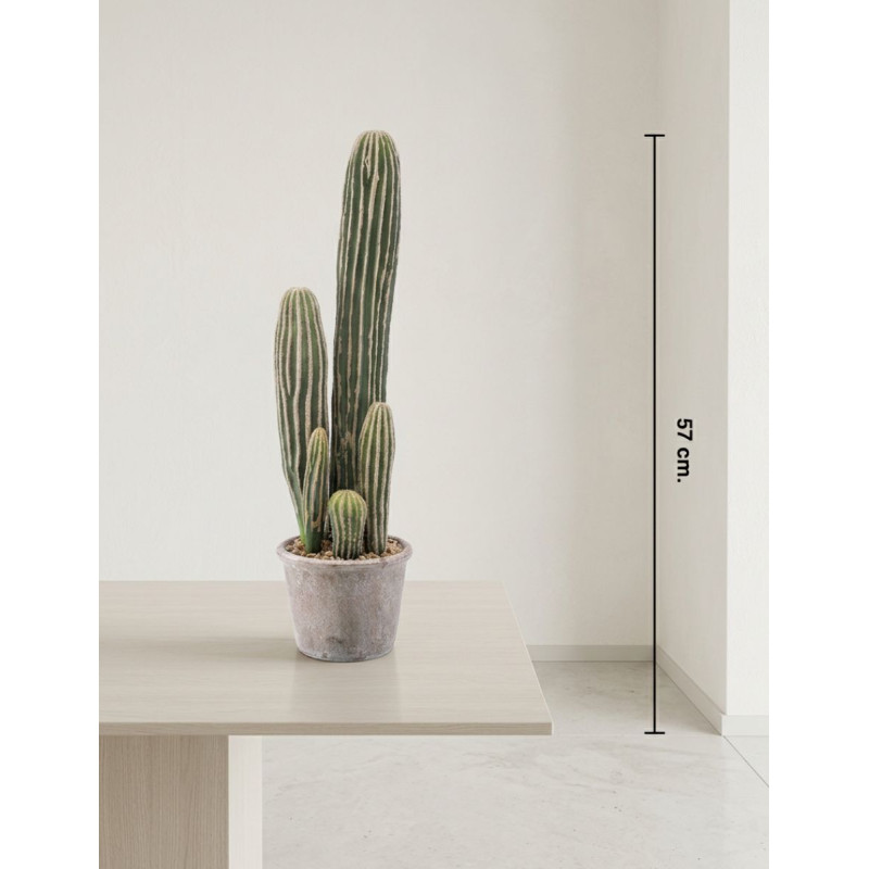 Cactus San Pedro 57cm. Decoplanta - Montiel