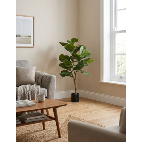 Planta Interior Ficus Lyrata - Montiel