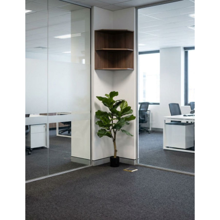 Planta Interior Ficus Lyrata - Montiel