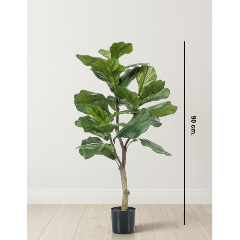 Planta Interior Ficus Lyrata - Montiel