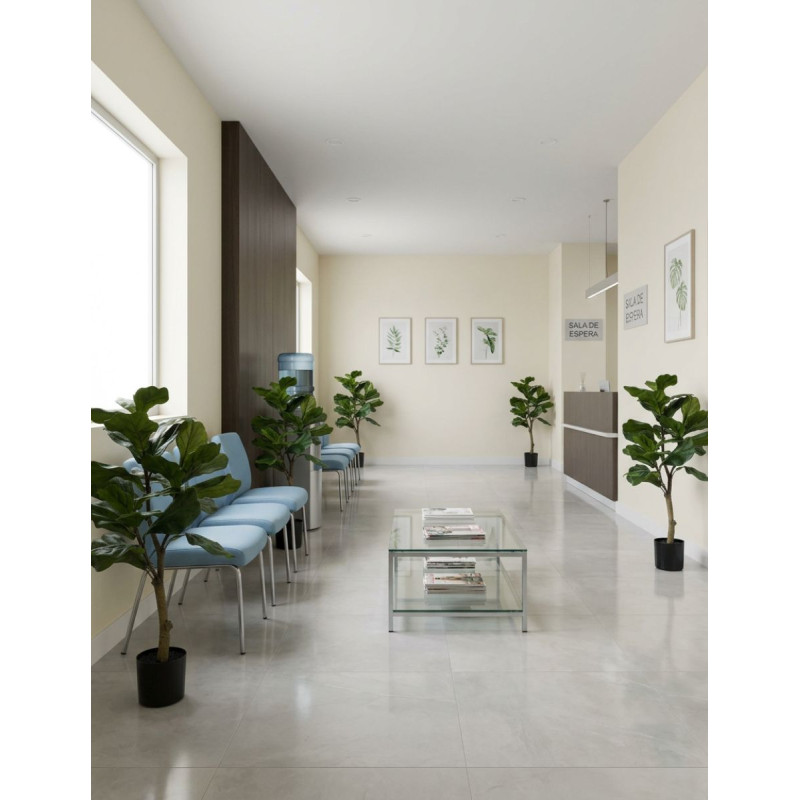 Planta Interior Ficus Lyrata - Montiel