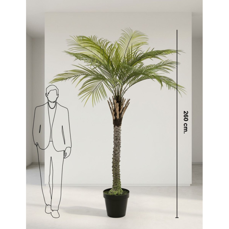 Planta Gran Palmera de Decoplanta - Montiel