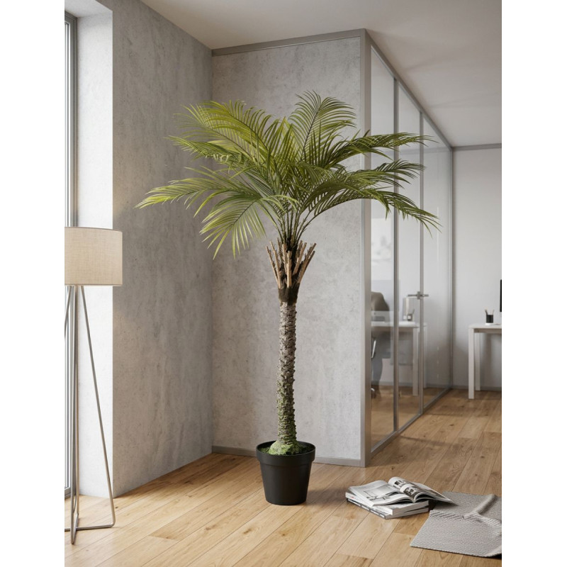 Planta Gran Palmera de Decoplanta - Montiel