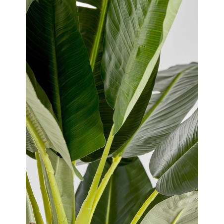 Planta Decorativa Bananero 220 cm. de Alto - Montiel