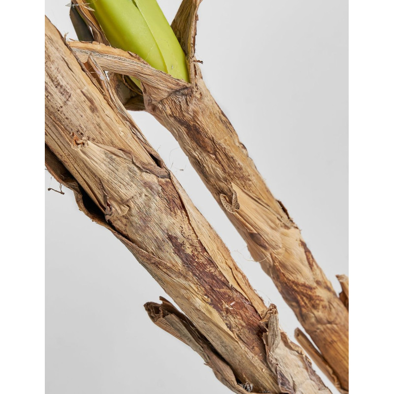 Planta Decorativa Bananero 220 cm. de Alto - Montiel