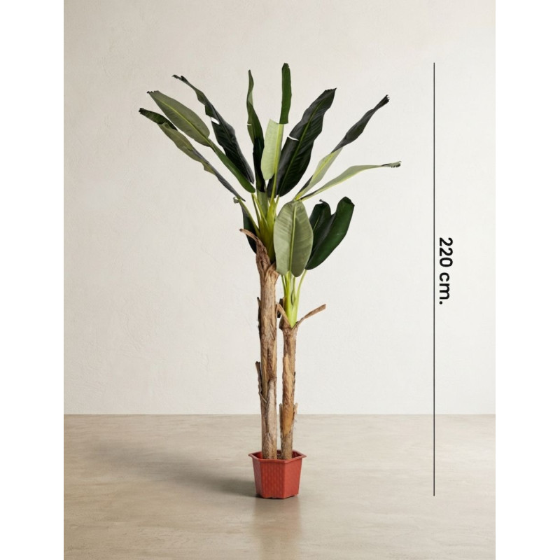 Planta Decorativa Bananero 220 cm. de Alto - Montiel