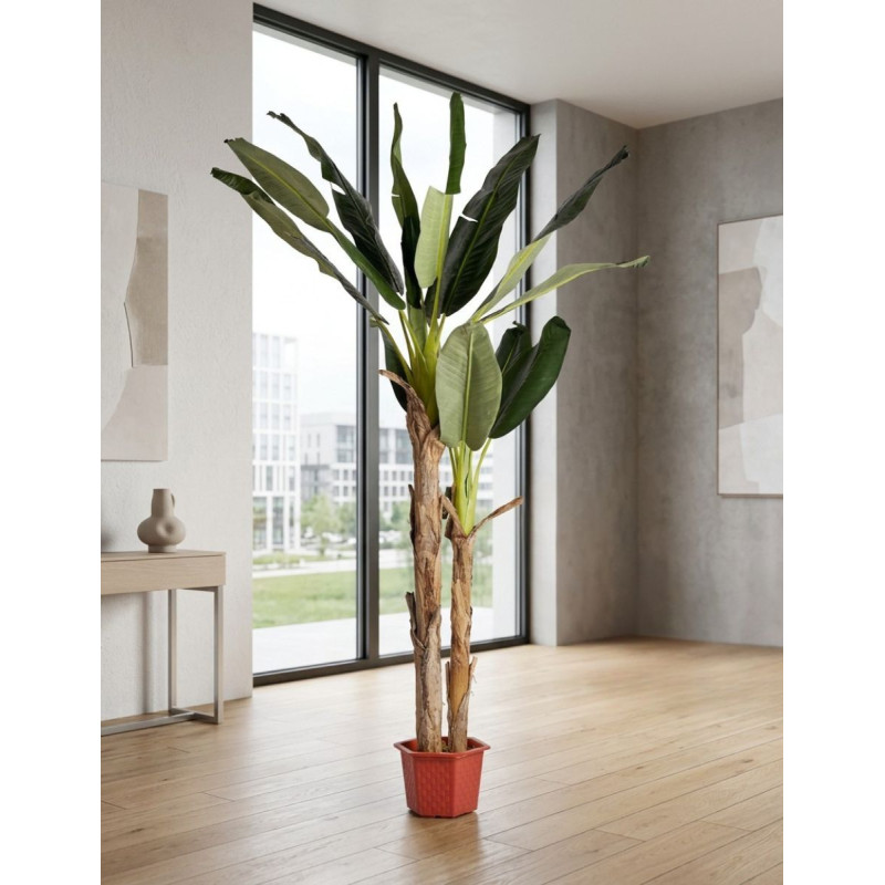 Planta Decorativa Bananero 220 cm. de Alto - Montiel