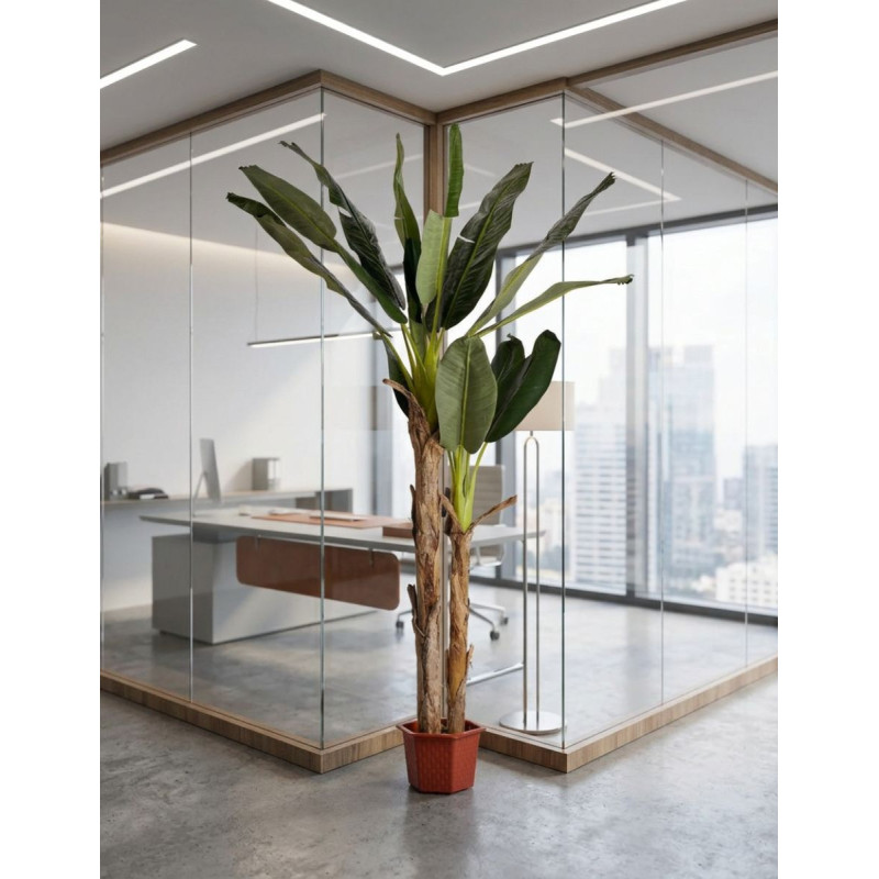Planta Decorativa Bananero 220 cm. de Alto - Montiel
