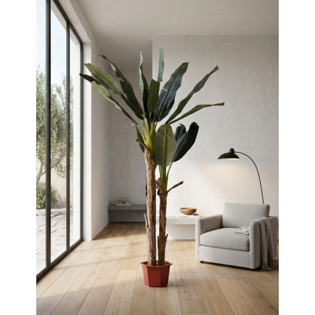 Planta Decorativa Bananero 220 cm. de Alto - Montiel