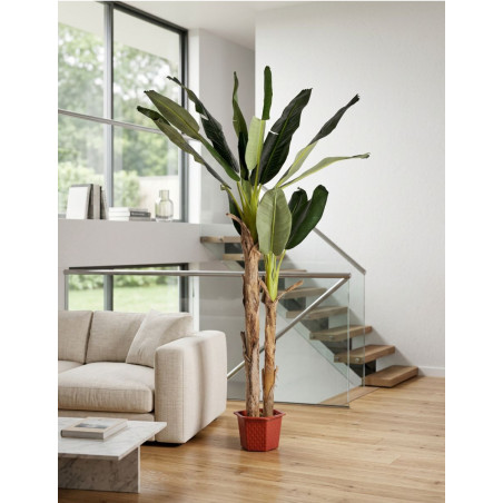 Planta Decorativa Bananero 220 cm. de Alto - Montiel