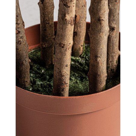 Planta Decorativa Olivo Alto 205 cm. - Montiel