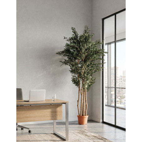 Planta Decorativa Olivo Alto 205 cm. - Montiel