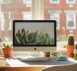 Mejores plantas para la oficina - Crea un espacio verde y relajante