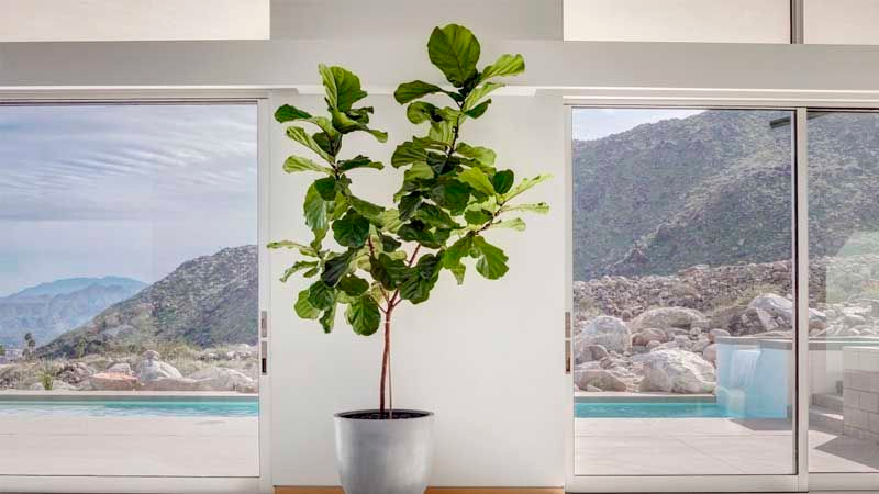 plantas para oficina