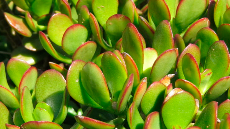 plantas para oficina