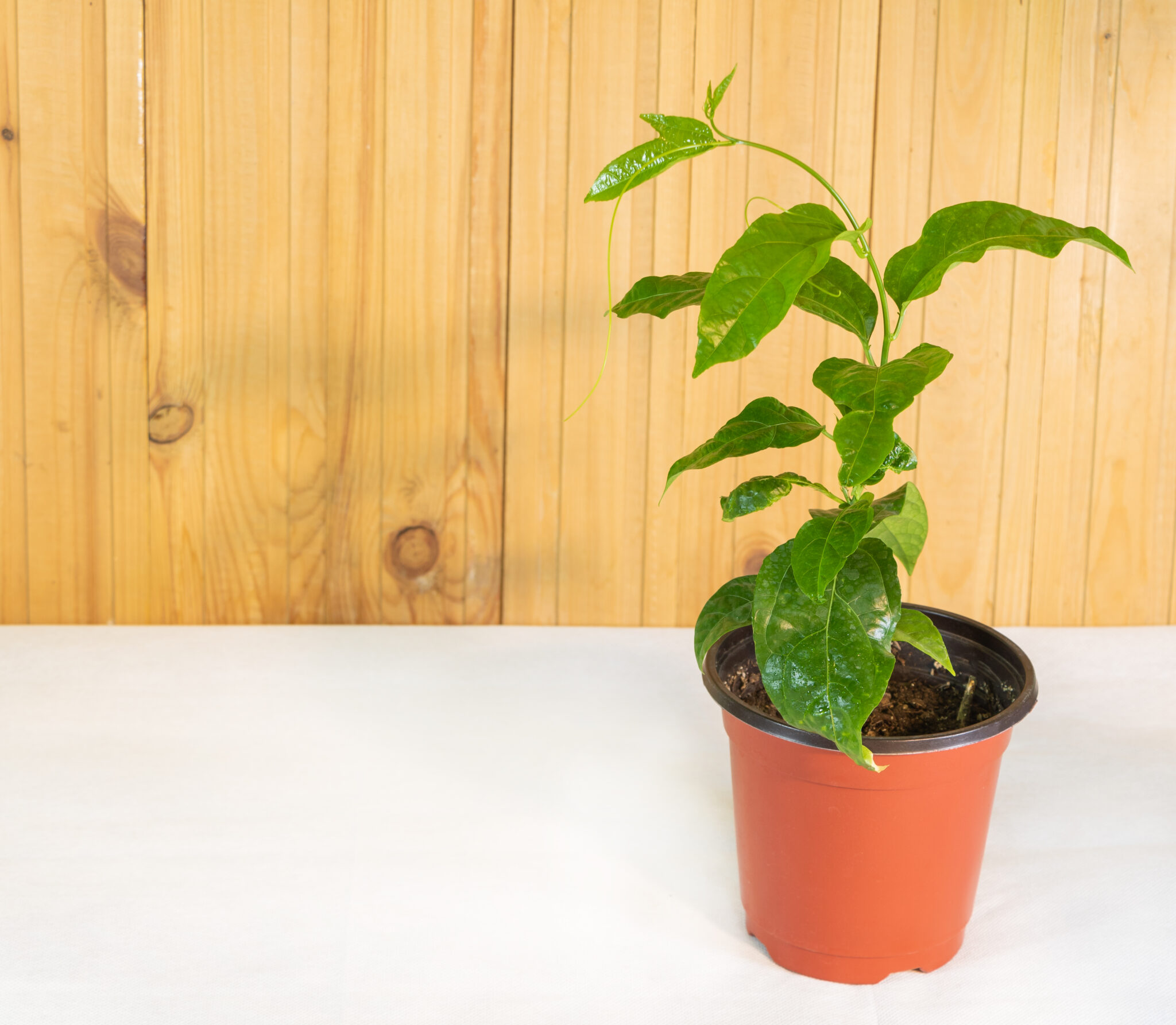 planta interior oficina poca luz