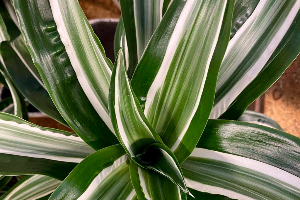 plantas para oficina