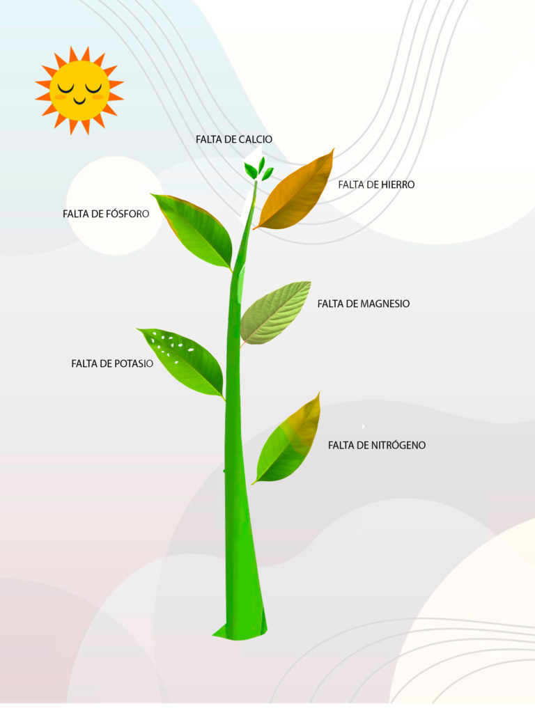 plantas para oficina