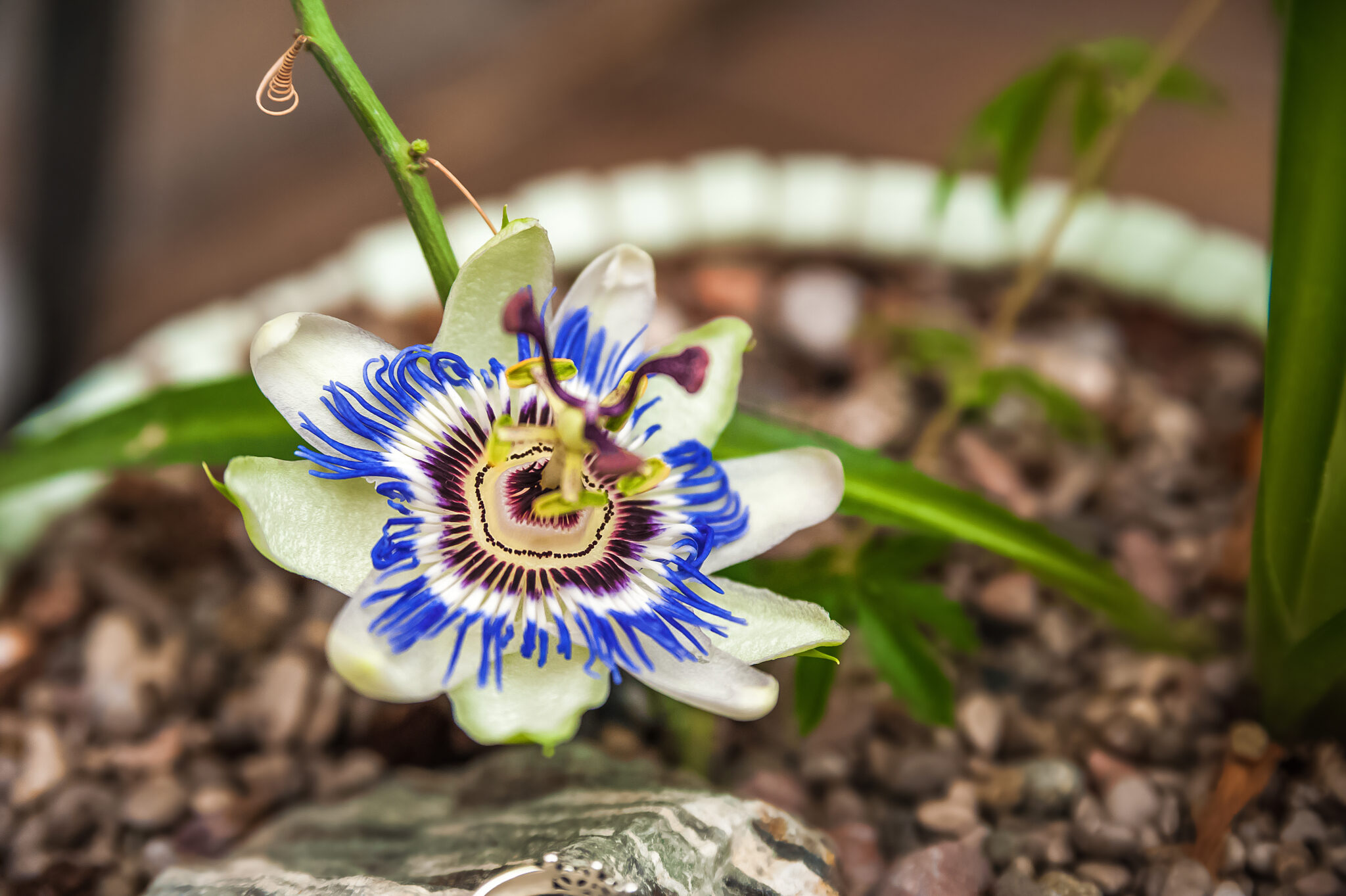 El mejor diseño biofilico para oficinas y sus beneficios
