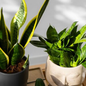 Plantas y elementos naturales en oficina