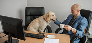 ¿Funcionan las oficinas que admiten mascotas?